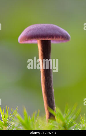 Amethyst Betrüger (Lacktrichterling Amethystina) in Moos, North Rhine-Westphalia, Deutschland Stockfoto