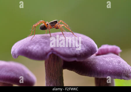 Amethyst Betrüger (Lacktrichterling Amethystina) mit einer Spinne, North Rhine-Westphalia, Deutschland Stockfoto
