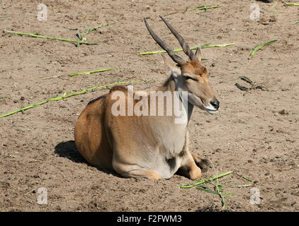 Südlichen oder gemeinsame Eland-Antilopen (Tauro Oryx) Stockfoto