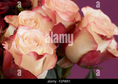 Nahaufnahme von vier Beige Rosen auf violettem Hintergrund Stockfoto