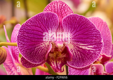 Eine schöne Aufnahme rosa Orchidee drinnen. Makroaufnahme. Stockfoto