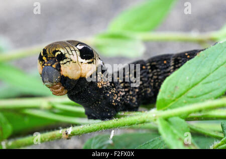 Elephant Hawk Moth Raupe (Deilephila Elpenor) Stockfoto