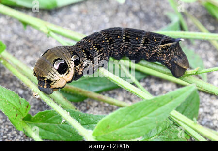 Elefant Hawk Moth caterpillar (Deilephila elpenor), England, Großbritannien Stockfoto