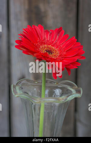 rote Gerbera Blume in der Vase Nahaufnahme gegen Holzwand, vertikale erschossen Stockfoto