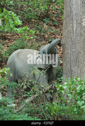 Das Bild des asiatischen Elefanten (Elephas Maximus) drehte im Corbett National park - Indien Stockfoto
