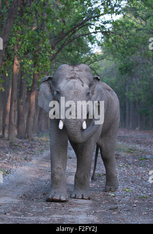 Das Bild des asiatischen Elefanten (Elephas Maximus) drehte im Corbett National park - Indien Stockfoto