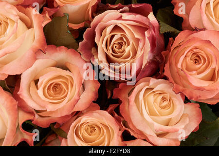 Makroaufnahme von Tan und Pfirsich Rosen mit rosa Rand Stockfoto