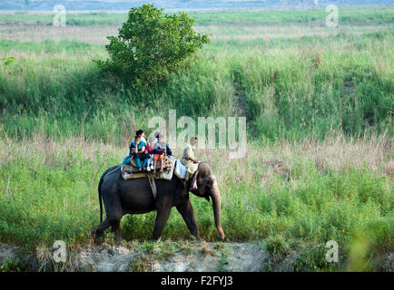 Das Bild der Touristen auf dem Rücken eines Elefanten wurde erschossen in Corbett National park - Indien Stockfoto