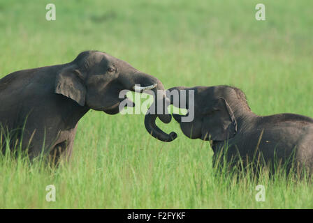 Das Bild des asiatischen Elefanten (Elephas Maximus) drehte im Corbett National park - Indien Stockfoto