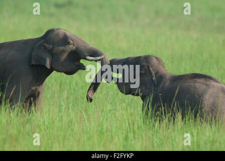 Das Bild des asiatischen Elefanten (Elephas Maximus) drehte im Corbett National park - Indien Stockfoto