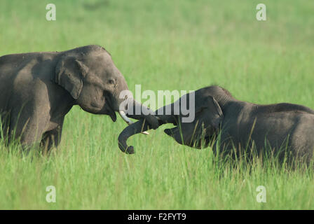 Das Bild des asiatischen Elefanten (Elephas Maximus) drehte im Corbett National park - Indien Stockfoto