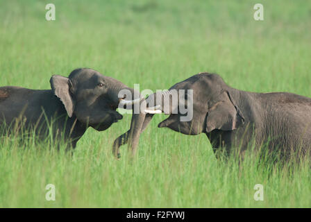 Das Bild des asiatischen Elefanten (Elephas Maximus) drehte im Corbett National park - Indien Stockfoto
