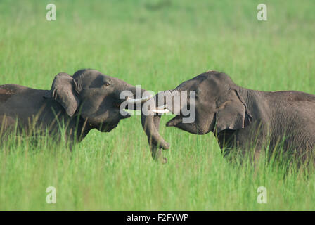 Das Bild des asiatischen Elefanten (Elephas Maximus) drehte im Corbett National park - Indien Stockfoto