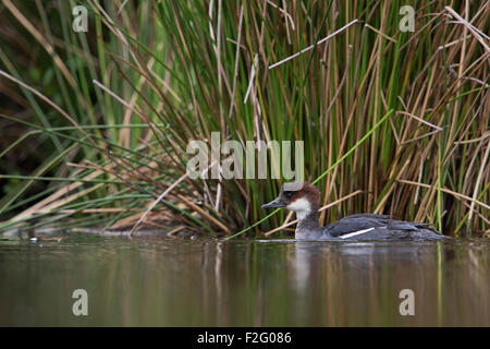 Weibliche Zwergsäger / Zwergsäger (Mergellus Albellus) schwimmt in der Nähe des Flussufers vor typischen Vegetation. Stockfoto