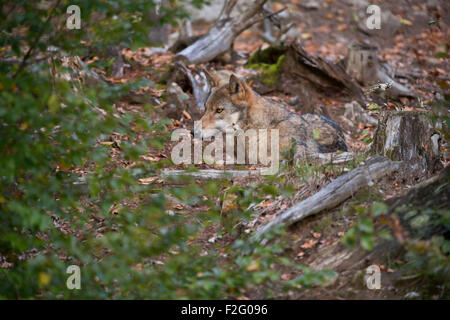 Eurasischer Wolf / Grauer Wolf / Europäischer Wolf ( Canis Lupus ) ruhend, zwischen Büschen liegend, gut getarnt, Europa. Stockfoto