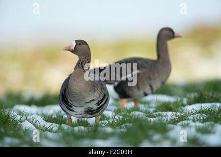 Zwei aufmerksame aussehende weiße – Blässgänse Gänse / arktische Gänse (Anser Albifrons) verbringt den Winter auf einer Wiese in Niederrhein Stockfoto