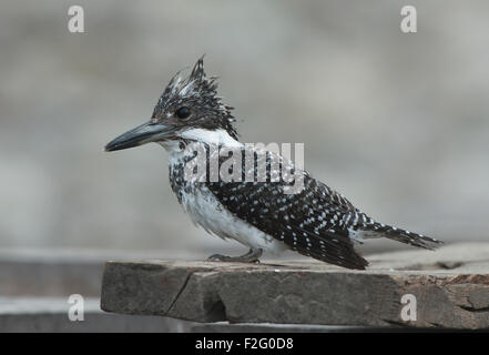 Das Bild des Crested Kingfisher (Megaceryle Lugubris) drehte im Corbett National park - Indien Stockfoto