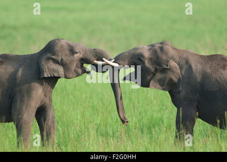 Das Bild des asiatischen Elefanten (Elephas Maximus) drehte im Corbett National park - Indien Stockfoto