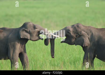 Das Bild des asiatischen Elefanten (Elephas Maximus) drehte im Corbett National park - Indien Stockfoto