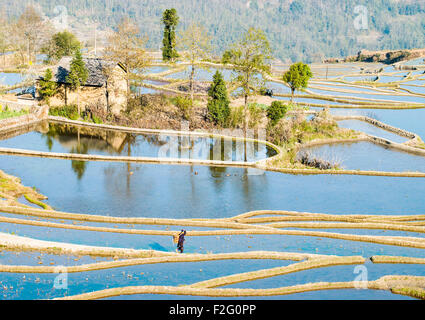 Reis-Terrassen in Yuanyang, Yunnan, China Stockfoto