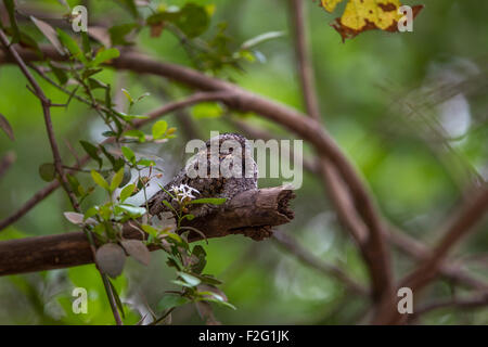 Indische Ziegenmelker [Caprimulgus Asiaticus] Gir Nationalpark in Gujarat, Indien Stockfoto