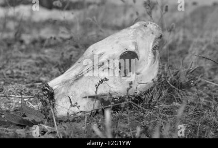 schwarz / weiß getönten Bild eines Schädels Wildschwein auf grasbewachsenen Boden Stockfoto