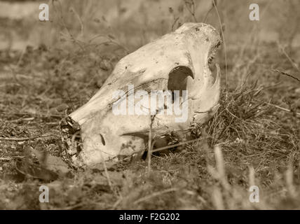 warm getönten Bild eines Schädels Wildschwein auf grasbewachsenen Boden Stockfoto