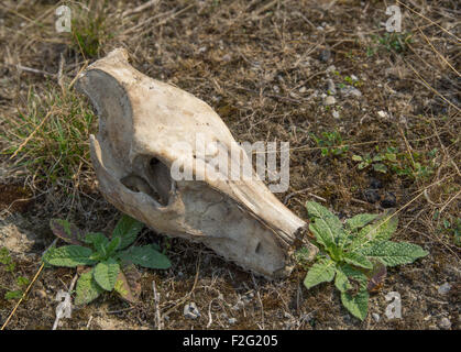 Bild von einem Wildschwein-Schädel auf grasbewachsenen Boden Stockfoto