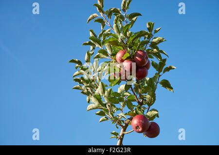 Äpfel Reifen auf einem Baum in der Nähe von Lancaster, Pennsylvania Stockfoto