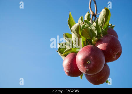 Äpfel Reifen auf einem Baum in der Nähe von Lancaster, Pennsylvania Stockfoto