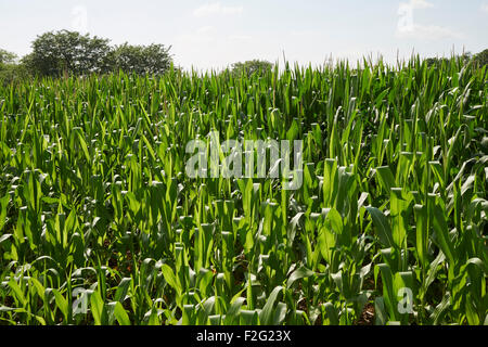 Mais wächst in Pennsylvania, USA Stockfoto