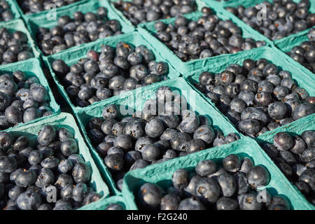 Körbe mit frischen Heidelbeeren an der Union Square Greenmarket, Manhattan, New York City, USA Stockfoto