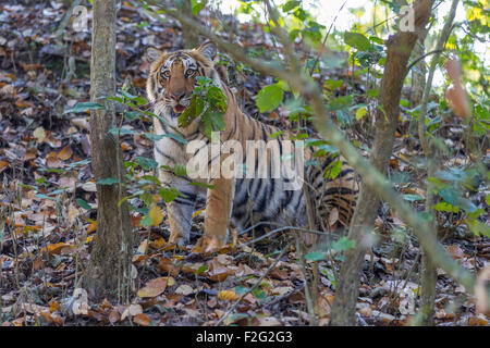 Eine Sub adult Bengal Tiger in Jim Corbett Nationalpark, Indien. (Panthera Tigris) Stockfoto