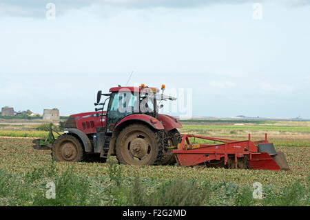 Zwiebel Ernte Bawdsey Suffolk UK Stockfoto