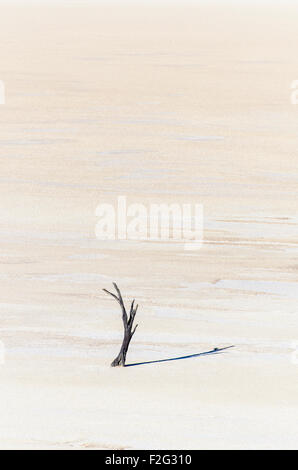 Einsamer Baum im Dead Vlei in der Sossusvlei-Gebiet der Namib-Wüste in Namibia Stockfoto