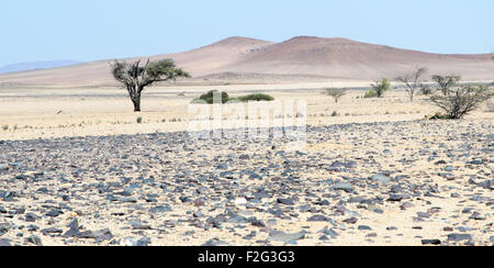 Baum in der Namib-Wüste entlang des trockenen Messum-Flusses Stockfoto