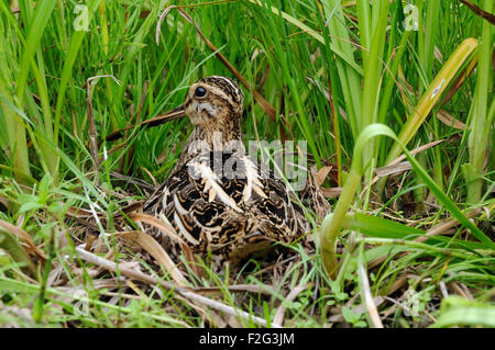 Jagen im nest Stockfoto