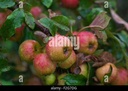 Bio rote Äpfel auf einem Apfelbaum mit Wassertropfen vom Regen nass. Stockfoto