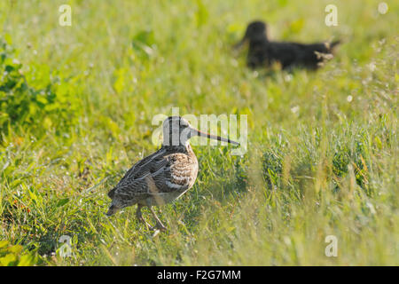 Großen Snipes in Wiese Gräser am frühen Morgen Stockfoto