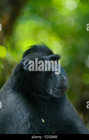 ein einziger schwarzen crested Macaque auch bekannt als Celebes, die schwarze Makaken auf dem Boden im tropischen Regenwald entspannt Stockfoto