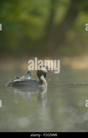 Haubentaucher / Haubentaucher (Podiceps Cristatus) führt ihre Küken ist zurück im schönen Hintergrundbeleuchtung Atmosphäre. Stockfoto