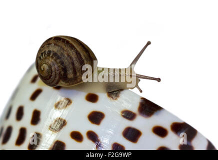 Baby Garten Schnecke, ca. 4 Wochen alt (Helix Aspersa/Cornu Aspersum) auf fleckig Conch Shell Stockfoto