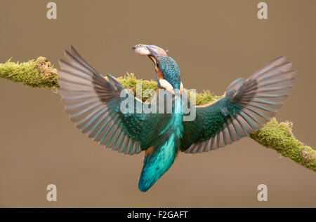 Männlicher Eisvogel (Alcedo Atthis) fliegen bis zu Barsch nach einer erfolgreichen Tauchgang Stockfoto