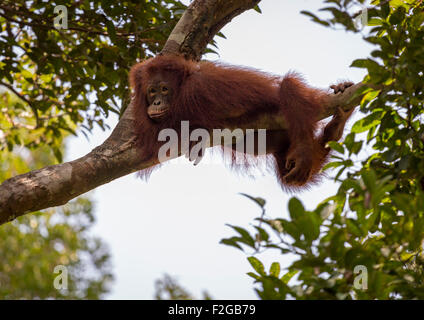 Orang-utan-Kinder in Baum in Borneo Stockfoto