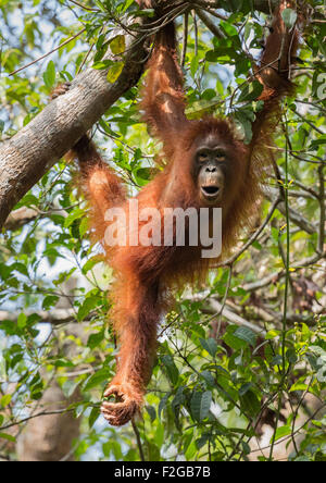 Orang-Utan juvenile Zweig hängend Stockfoto