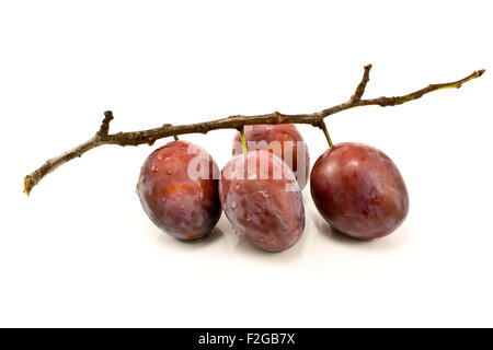 Pflaumen auf AST isoliert auf weiss Stockfoto