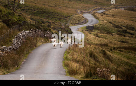Schafe auf einer walisischen Straße in den Brecon Beacons, South Wales. Stockfoto