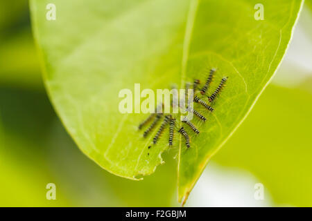 Raupen auf grünes Blatt Stockfoto