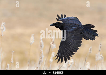 Große gemeinsame Raven / Kolkrabe (Corvus Corax) im Flug, überfliegt ein Sumpf mit schönen Creme farbigen Reed. Stockfoto