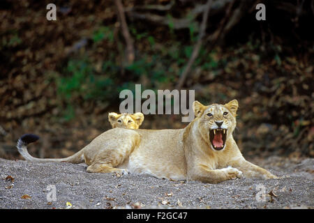 Das Bild der Löwin (Panthera Leo) Gaurding Cub genommen im Gir-Nationalpark, Indien Stockfoto